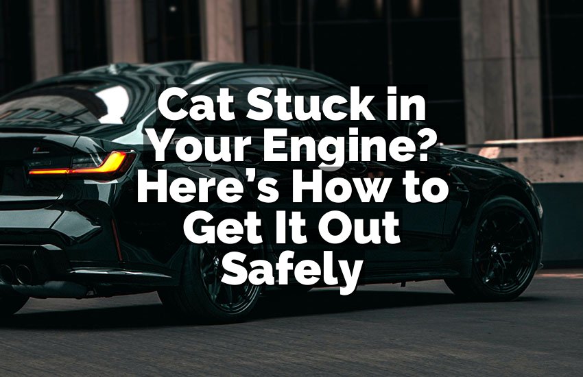Cat Stuck in Your Engine? Here’s How to Get It Out Safely