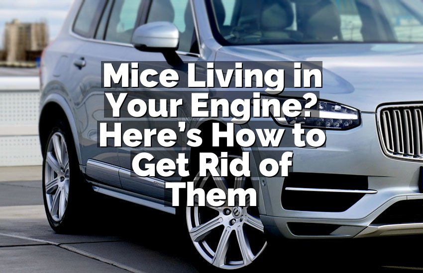 Mice Living in Your Engine? Here’s How to Get Rid of Them